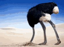 Head In The Sand GIF - Head In The Sand GIFs