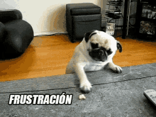 Un Perro Frustrado GIF