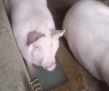 Piggy Pig Eats GIF