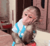 a monkey in a blue and white shirt is sitting on a table with its hand on its face .