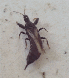 thrips thysanoptera insects bug dancing