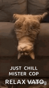 a cat is hanging upside down on a couch with the caption `` just chill mister cop relax vatog '' .