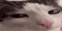 Cat Cat-wink GIF