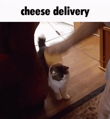 Meme Cat Memes GIF - Meme Cat Memes Kitty - Discover & Share GIFs
