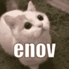 Cat Enov GIF - Cat Enov Enovcat GIFs