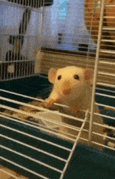 мышь мышка GIF - мышь мышка удивленно смотрит GIFs