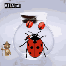 Ladybug GIF - Ladybug GIFs