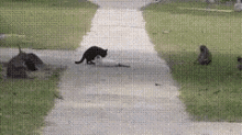 Cat Cats GIF - Cat Cats Fight GIFs
