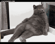 Chilin Lemme Chill Out GIF - Chilin Lemme Chill Out Cat GIFs