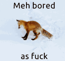 Bored Fox GIF - Bored Fox Funny GIFs