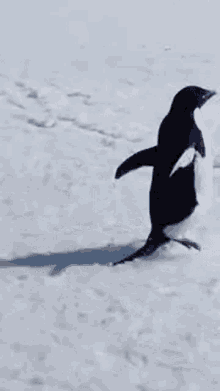 Penguin Run GIF - Penguin Run Run Away GIFs