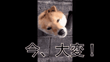 大変　たいへん　タイヘン　犬　いぬ GIF - Taihen Dog GIFs