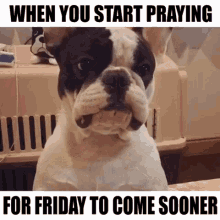 When You Start Praying For Friday To Come Sooner French Bulldog GIF - When You Start Praying For Friday To Come Sooner French Bulldog Praying GIFs