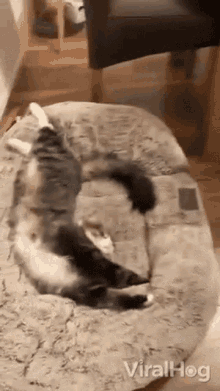 cat sleeping viralhog cat stretching cats weird sleep posture cat