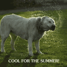 Taste Of The Wild Summer Time GIF