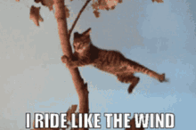 ride like the wind christopher cross kitty cat windy day cat video