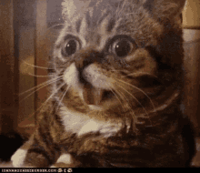 Suprise Cat Shocked GIF