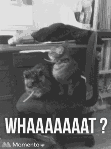 What The Cat GIF - What The Cat Confused GIFs