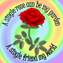 Red Rose Single Rose GIF - Red Rose Single Rose My Garden GIFs