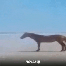 a horse is walking across a sandy beach in the fog .