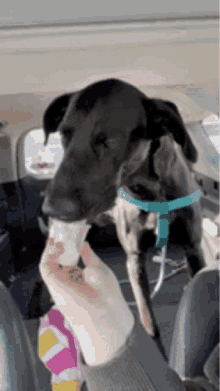Slorp Pupcup GIF - Slorp Pupcup GIFs