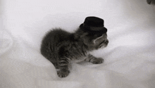 Kitten Hat Kitten Attacked GIF - Kitten Hat Kitten Attacked Kitten In A Hat GIFs