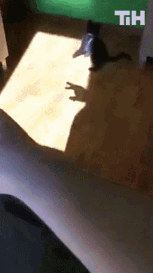 Playing Cat This Is Happening GIF - Playing Cat This Is Happening Playing With Shadows GIFs