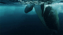 a whale is swimming in the ocean with its tail visible