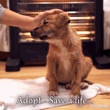 Adopt Save A Life Viralhog GIF