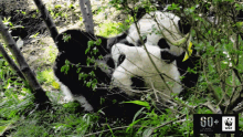 Panda Wwf GIF - Panda Wwf Wwfspain GIFs