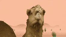 Passo Del Cammello Camel GIF - Passo Del Cammello Camel Storybot GIFs