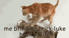 Brick Luke Bldn GIF - Brick Luke Bldn Brick Hill GIFs