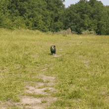 Beanie Dachshund Running Dog GIF