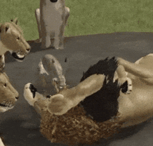 a group of lions are laying on the ground with a dog standing in the background .