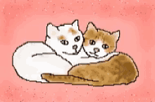 two cats are hugging each other on a pink background .