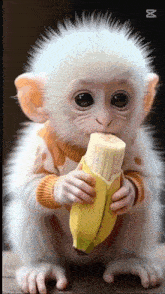 a baby monkey is eating a banana and wearing a yellow and orange sweater
