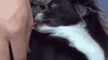 Wolfie Licks Slow Mo GIF - Wolfie Lick Funny GIFs