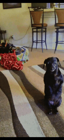 a dog is standing on its hind legs in a living room