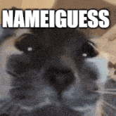Country Collectors Nameiguess GIF - Country Collectors Nameiguess Cat GIFs
