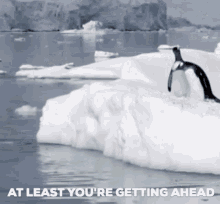 Getting Ahead Penguin Fail GIF - Getting Ahead Penguin Fail Penguins GIFs