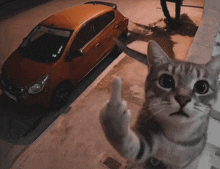 a cat gives the middle finger in front of a car