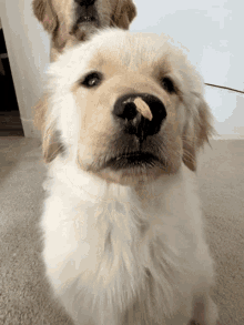 Doge Cute GIF - Doge Cute GIFs