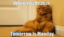 Sunday Feels When You Remember Tomorrow Is Monday GIF - Sunday Feels When You Remember Tomorrow Is Monday Whiner Cat GIFs