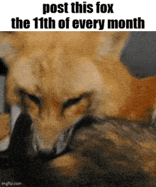 a fox is licking another fox 's face with the words post this fox the 11th of every month .