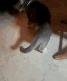 Cat Pet GIF - Cat Pet Beg GIFs