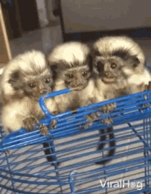 Little Monkeys Marmosets GIF - Little Monkeys Marmosets Babies GIFs