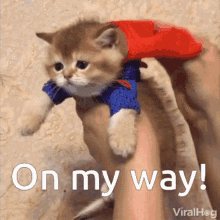 Cat Superman GIF - Cat Superman GIFs