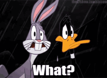 what wat wtf bugs bunny daffy duck