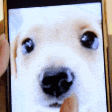 a close up of a person taking a picture of a puppy
