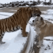 Tiger Lick GIF - Tiger Lick Dog GIFs